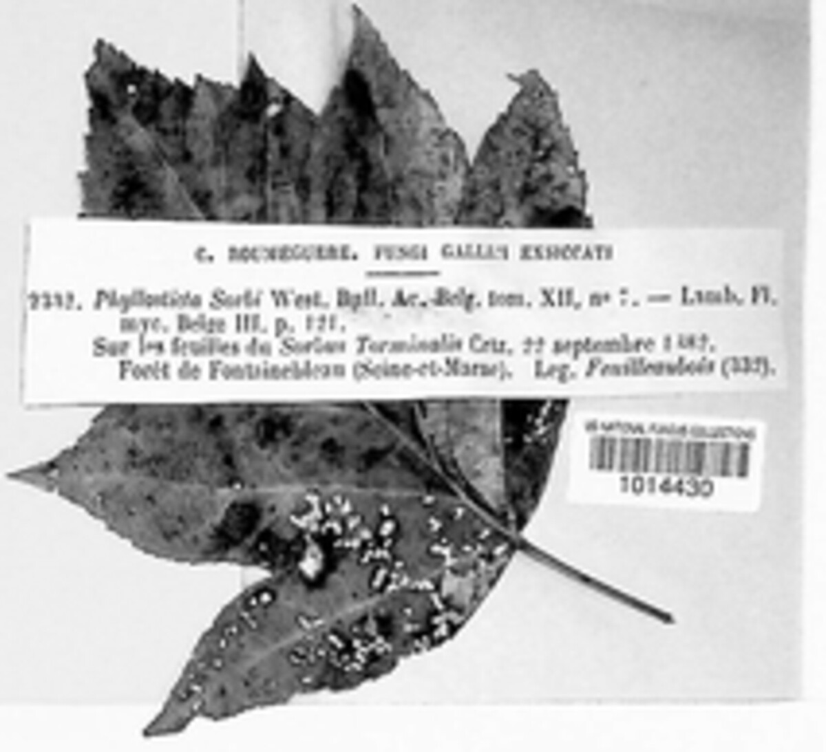 Phyllosticta sorbi image